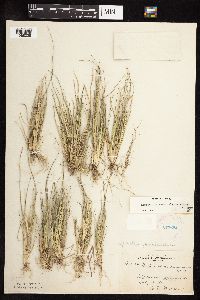 Leptochloa fusca subsp. fascicularis image