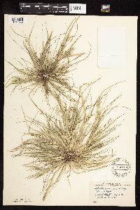 Leptochloa fusca subsp. fascicularis image