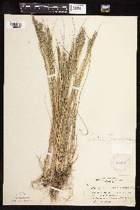 Leptochloa fusca subsp. fascicularis image