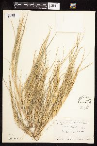 Leptochloa fusca subsp. fascicularis image