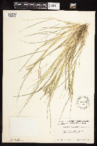 Leptochloa fusca subsp. fascicularis image