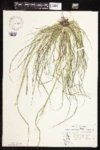 Leptochloa fusca subsp. fascicularis image