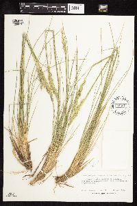 Leymus ambiguus image