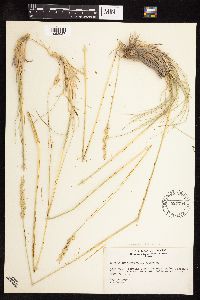 Leymus ambiguus image