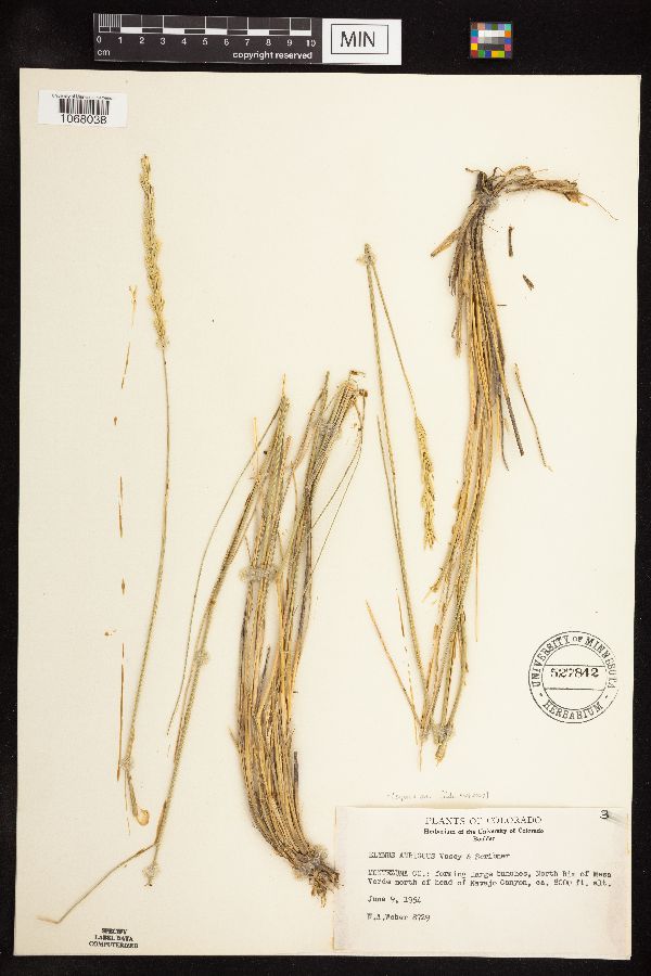 Leymus ambiguus image