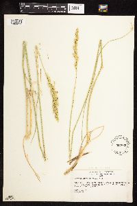 Leymus ambiguus image