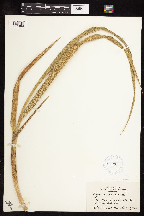 Leymus arenarius image