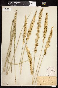 Leymus cinereus image