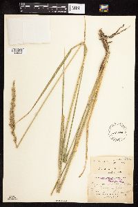 Leymus cinereus image