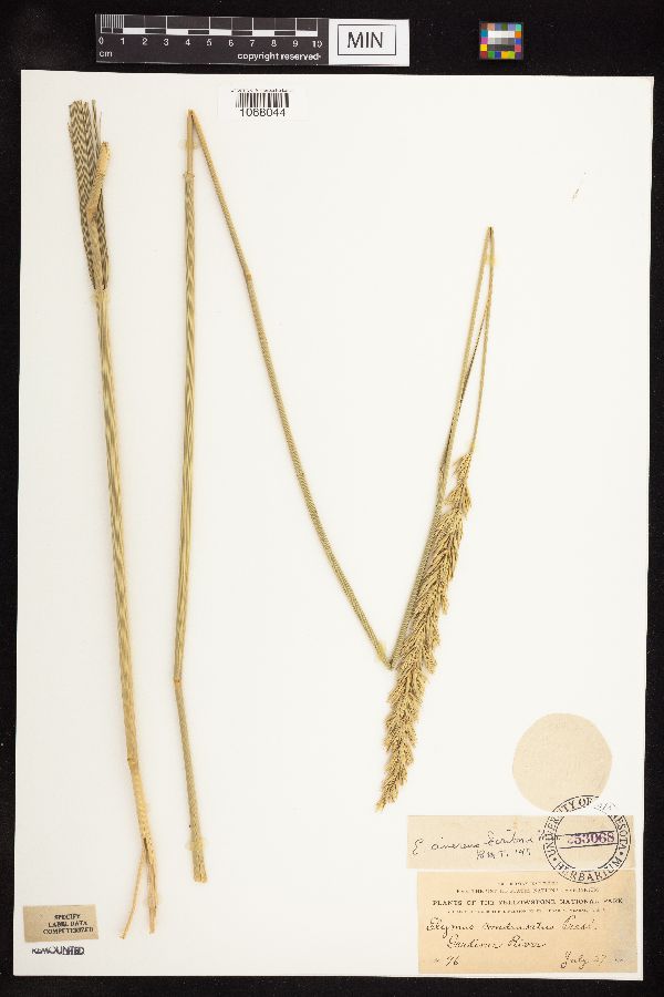 Leymus cinereus image