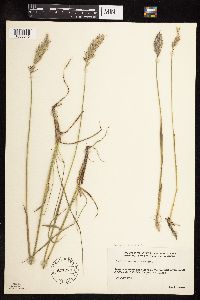 thumbnail image of current specimen