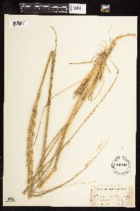 Thumbnail image of current specimen