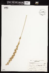 Thumbnail image of current specimen