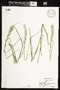 Lolium multiflorum image