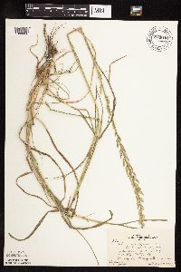 Lolium multiflorum image