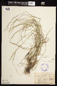 thumbnail image of current specimen