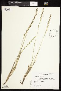 Lolium perenne image