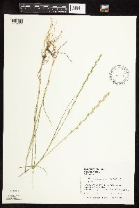 Lolium perenne image