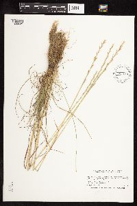 Lolium perenne image