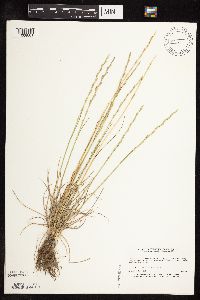 Lolium perenne image