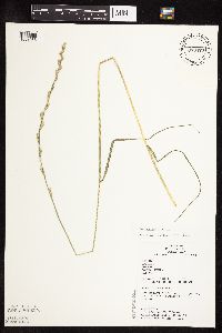 Lolium perenne image