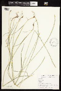 Lolium perenne image