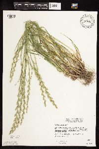 Lolium perenne image