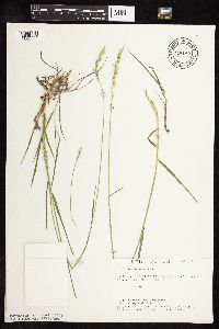 Lolium perenne image