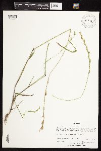 Lolium perenne image