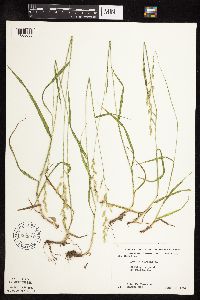 Lolium perenne image