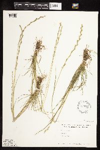 Lolium perenne image