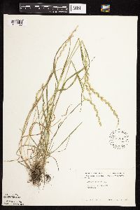 Lolium perenne image