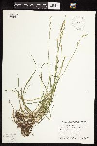 Lolium perenne image