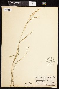 Lolium perenne image