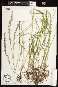 Lolium perenne image