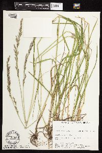 Lolium perenne image