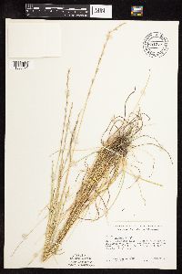 Lolium perenne image