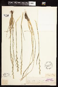 Media resource of Lolium temulentum