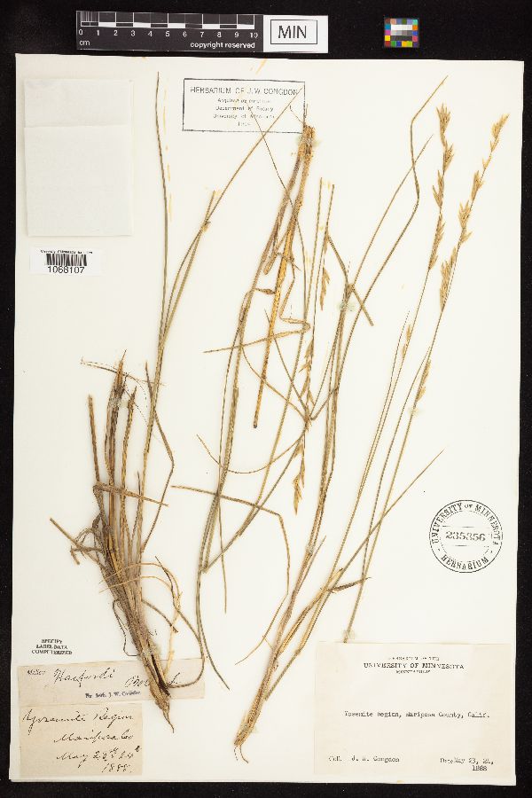 Melica harfordii image