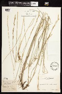 Thumbnail image of current specimen