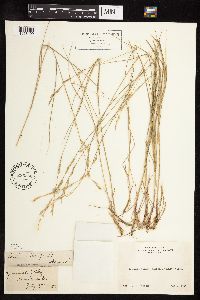 Melica harfordii image