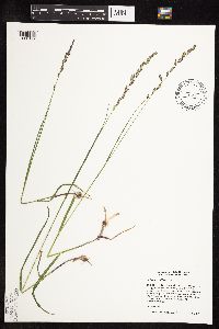 Melica spectabilis image