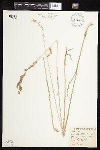 Melica spectabilis image