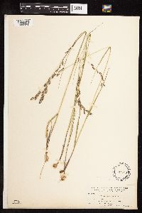 Melica spectabilis image