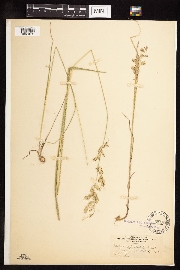 Melica spectabilis image