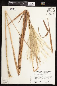 Miscanthus sacchariflorus image