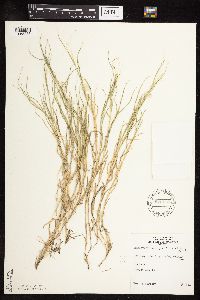 Muhlenbergia asperifolia image