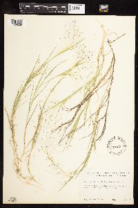 Muhlenbergia asperifolia image
