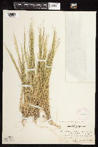 Muhlenbergia asperifolia image