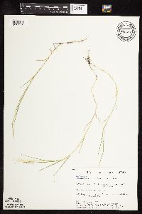 Muhlenbergia asperifolia image